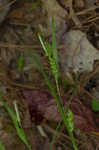 Thinfruit sedge